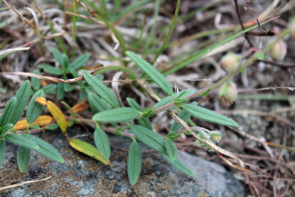 Helianthemum nummularium?